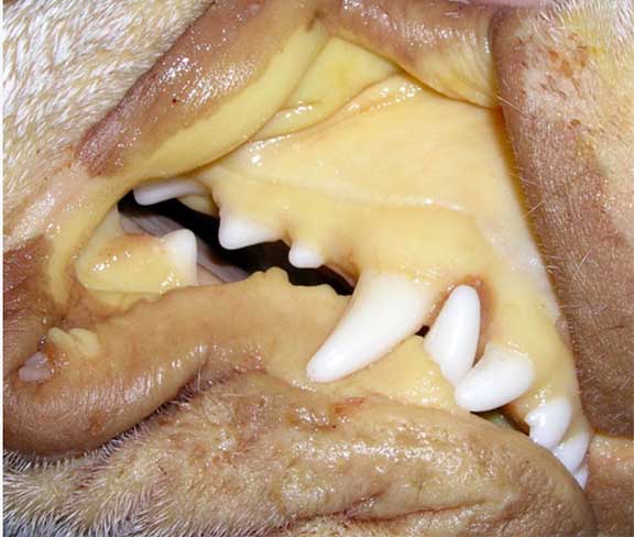 Yellow gums of a dog with jaundice (icterus)