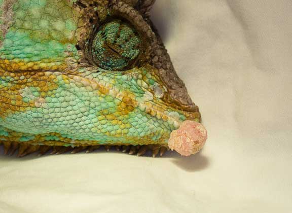 Growth On Jaw Of Chameleon