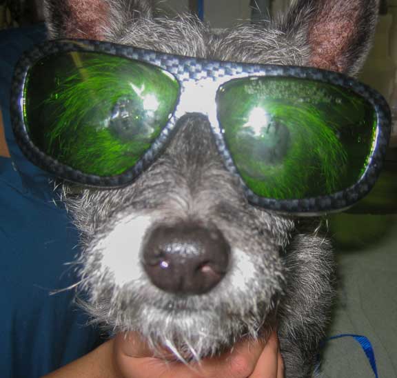 Dog wearing a pair of laser therapy glasses