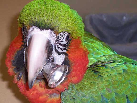 Macaw with a metal bell stuck on its tongue