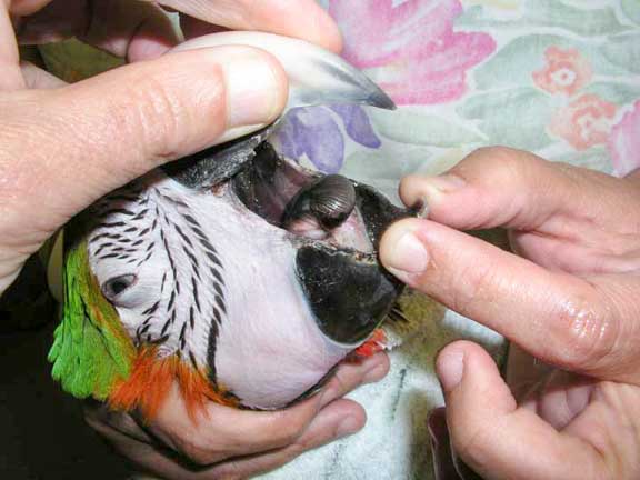 Macaw tongue with bell removed