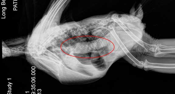 normal bird xray with the proventriculus circled in red