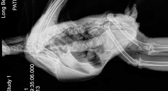 Normal bird xray lateral view