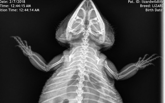 X-ray of front legs showing healthy bones
