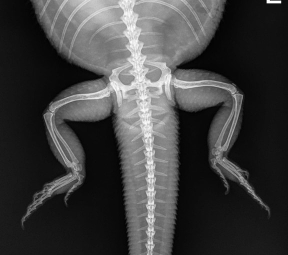 X-ray of normal lizard's rear legs and pelvis