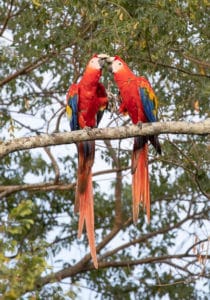 Macaw Pair Nuzzling