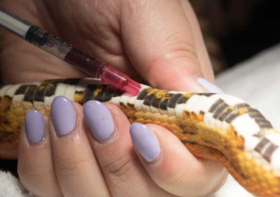 Taking blood from a snake directly from the heart