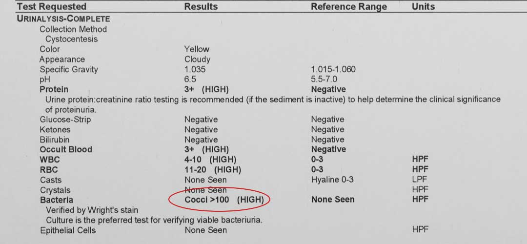 Urinalysis report in a cat showing bacteria