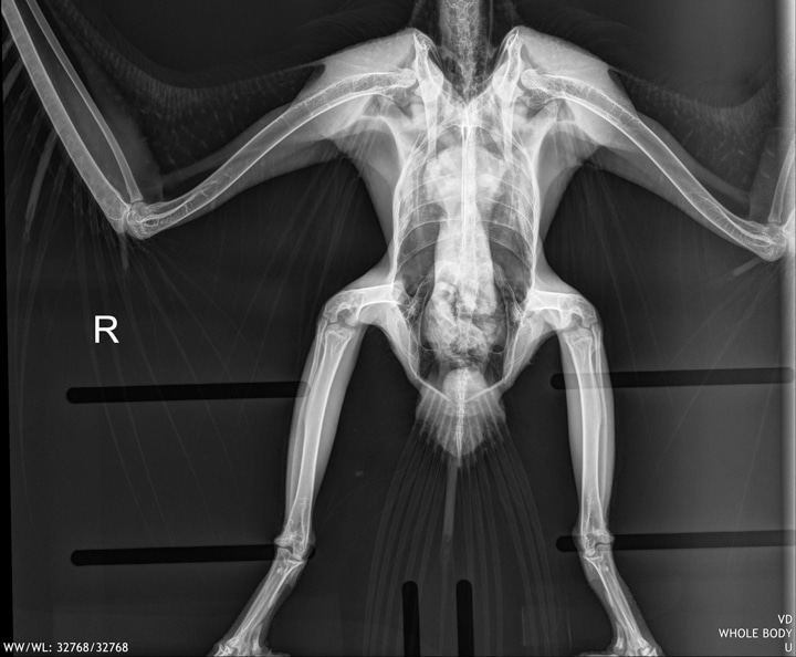 Digital x-ray of an osprey from our Wildlife Program