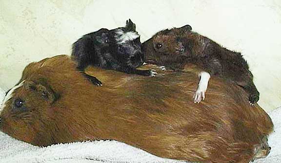 Piggy back ride after C-section.