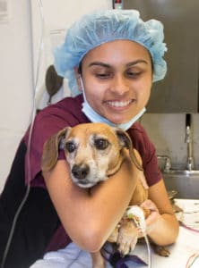 Nurse holding dog for anesthesia
