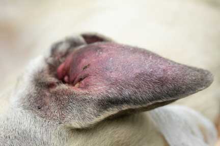 Swollen ear of a dog with a hematoma