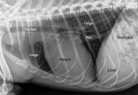 X-Ray of the vena cava in the chest of a dog