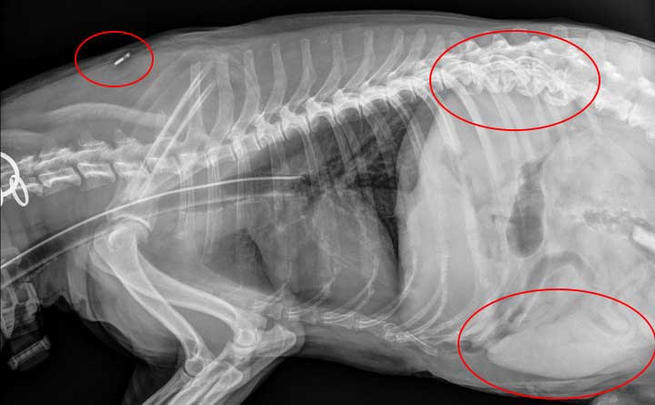 X-Ray of microchip, spine arthritis, and enlarged spleen