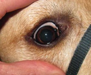 Dog with eye tumor