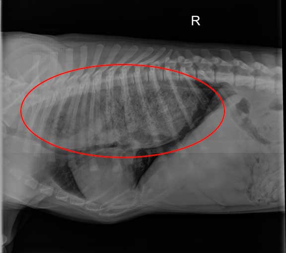 X-Ray of megaesophagus