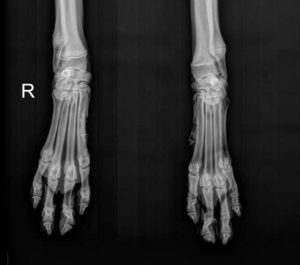 X-Ray of front feet