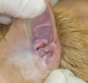 Cat with ear discharge after cleaning