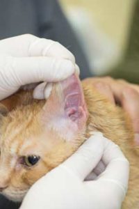 Cat with ear discharge after cleaning