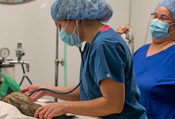 Dr. listening to ferret heart