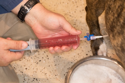 Draining fluid from dog abdomen
