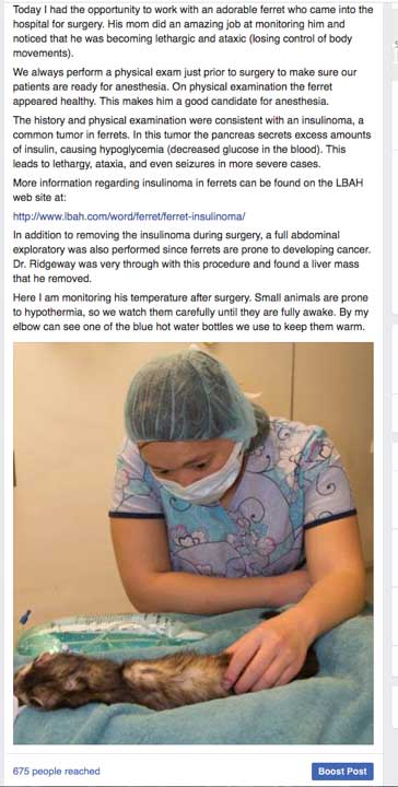 Student extern with ferret Facebook post.