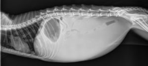 X-ray of fluid in cat abdomen