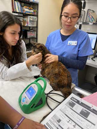 Checking blood pressure in a cat