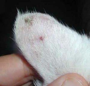 Ear lesion on white cat
