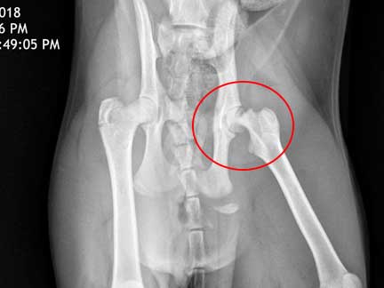 X-Ray of cat with broken femur