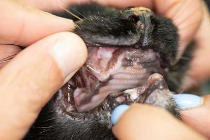 Cat with all teeth missing
