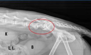 X-Ray of cat with spine arthritis