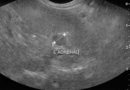 Ultrasound of ferret showing enlarged adrenal gland.
