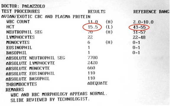 Ferret CBC showing anemia.