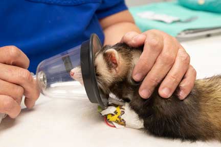 Anesthetic mask on ferret face.