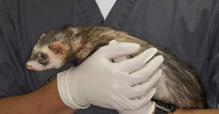Ferret being held by staff.