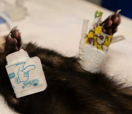 Ferret blood pressure cuff and IV catheter in place.