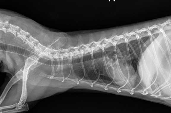 Radiograph of ferret chest showing windpipe.
