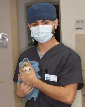 Ferret wrapped in a towel being brought into surgery.