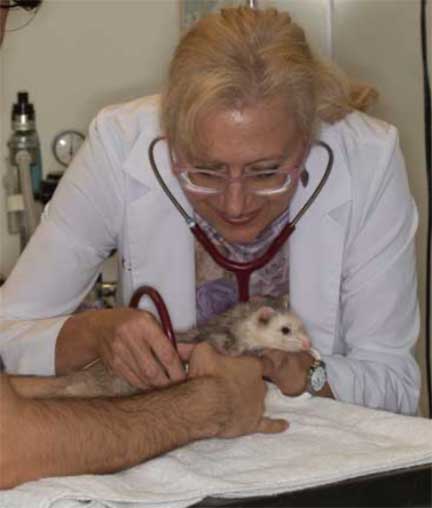 Ferret physical exam.