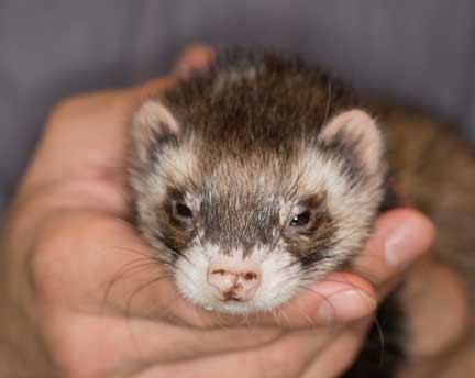 Ferret face after surgery.