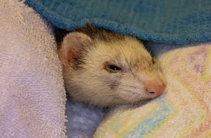 Our patient, cozy and warm, in a blanket.