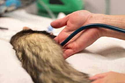 Stethoscope on the heart of a ferret.