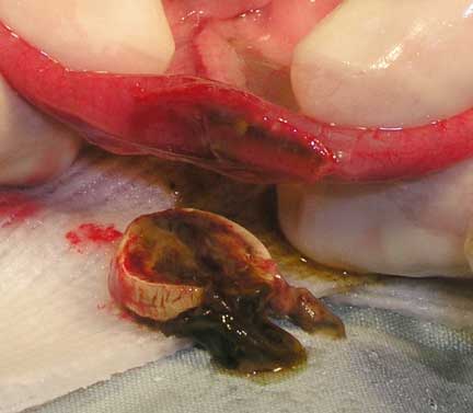 Foreign body in the small intestine of a ferret.