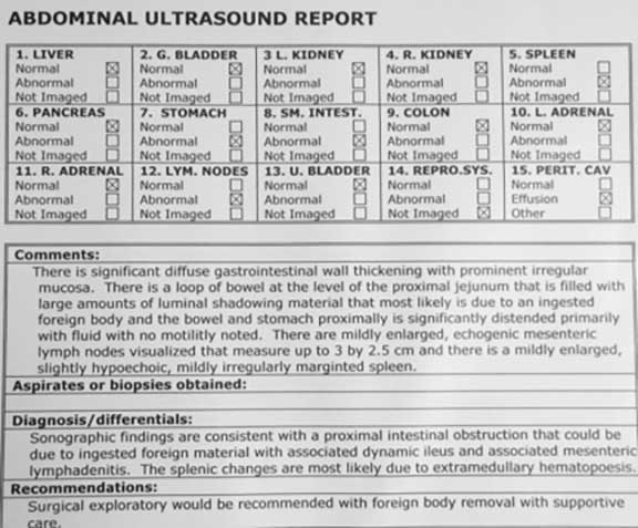 Ultrasound report of al ferret with a foreign body in the small intestine.