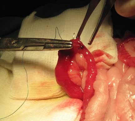 Suturing the small intestines.