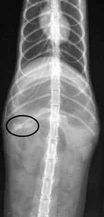 Radiograph of a ferret with a foreign body in the small intestine.
