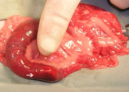 Arrow points the a foreign body in the small intestine.