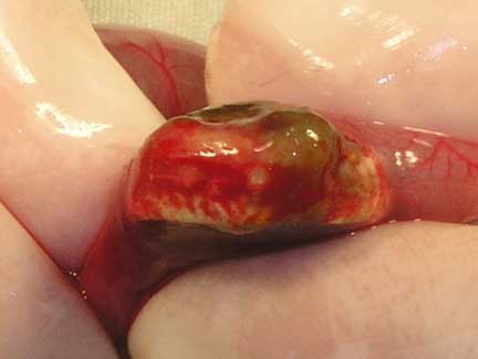 Foreign body in the small intestine of a ferret.