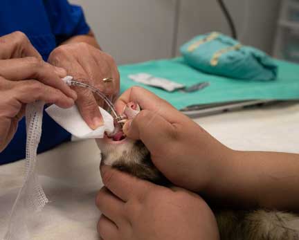 Putting breathing tube into ferret trachea.